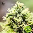 K2 - Bulk Seed Bank 2