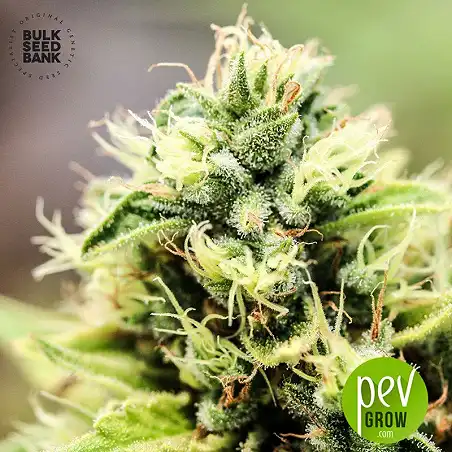 K2 - Bulk Seed Bank 2