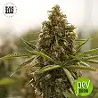 Kali's Mistery - Bulk Seed Bank Kali's Mistery - Bulk Seed Bank