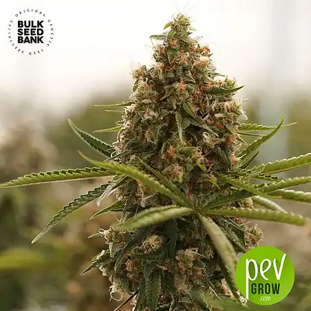 Kali's Mistery - Bulk Seed Bank