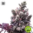 Lavender Best - Bulk Seed Bank