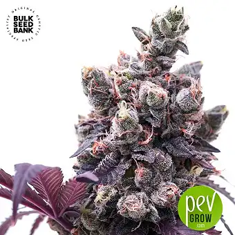 Lavender Best - Bulk Seed Bank
