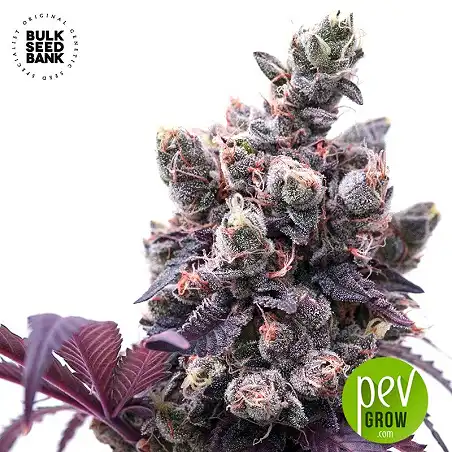 Lavender Best - Bulk Seed Bank