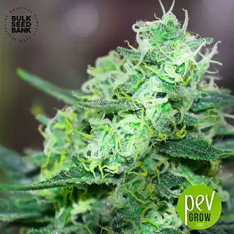 Lime Skunk - Bulk Seed Bank