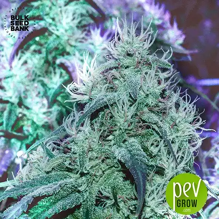 Locomotive - Bulk Seed Bank