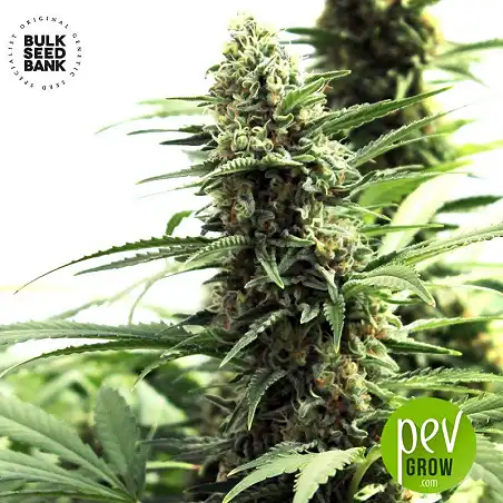 Marley's Bud - Bulk Seed Bank