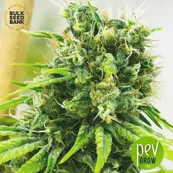 Master Kush Grand - Bulk Seed Bank