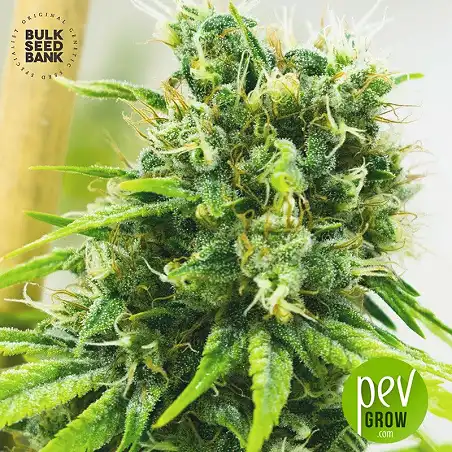 Master Kush Grand - Bulk Seed Bank