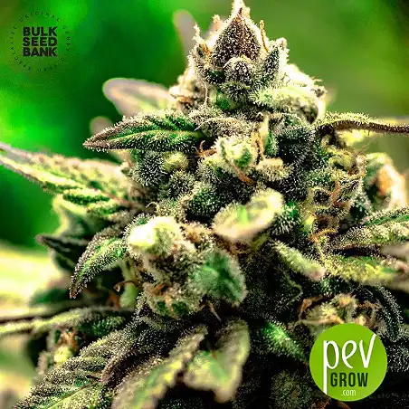 Mazar Extra - Bulk Seed Bank