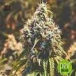 Moby Big - Bulk Seed Bank