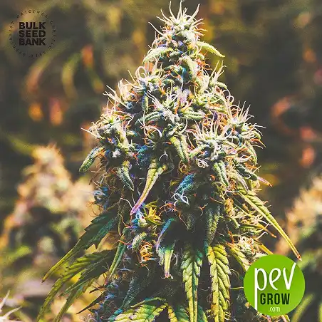 Moby Big - Bulk Seed Bank