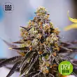 NBA Diesel - Bulk Seed Bank