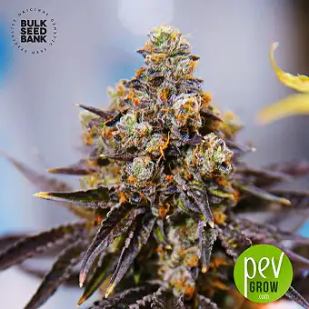 NBA Diesel - Bulk Seed Bank