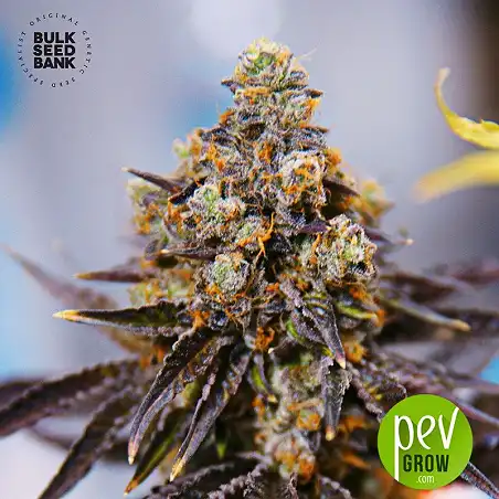 NBA Diesel - Bulk Seed Bank