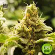Nepal Gold - Bulk Seed Bank