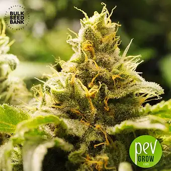 Nepal Gold - Bulk Seed Bank