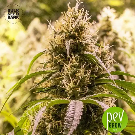 New's Haze - Bulk Seed Bank