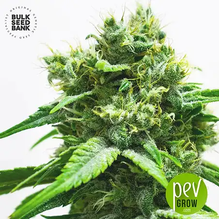 Northern Light Bulk Seed Bank 2