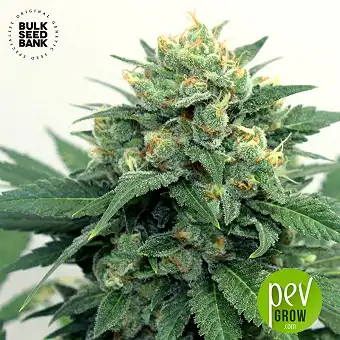 OG Kush - Bulk Seed Bank