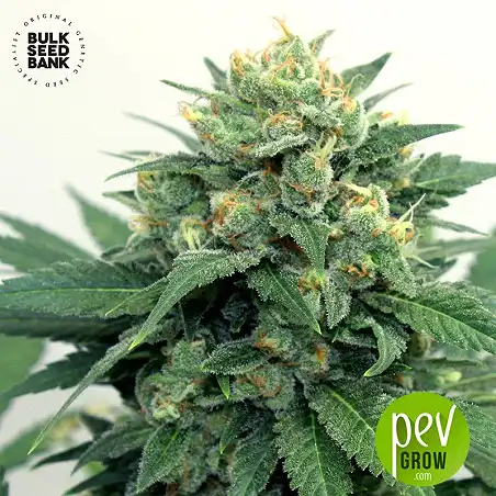 OG Kush - Bulk Seed Bank