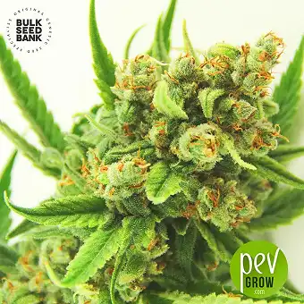 Original Orange Bud - Bulk Seed Bank