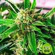 Perfect Power Plant - Bulk Seed Bank Perfect Power Plant - Bulk Seed Bank