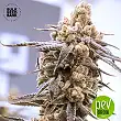 Psychedelic - Bulk Seed Bank