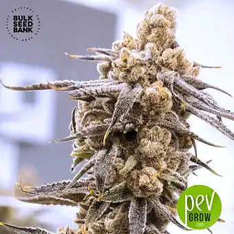 Psychedelic Bulk Seed Bank 2