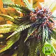 Purple Glam Kush - Bulk Seed Bank