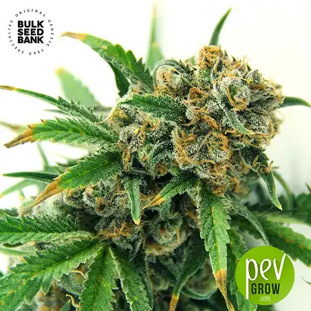 Sensible Star - Bulk Seed Bank