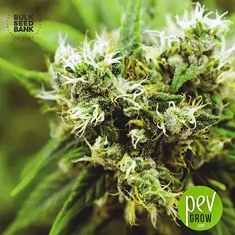 Skunk 99 - Bulk Seed Bank