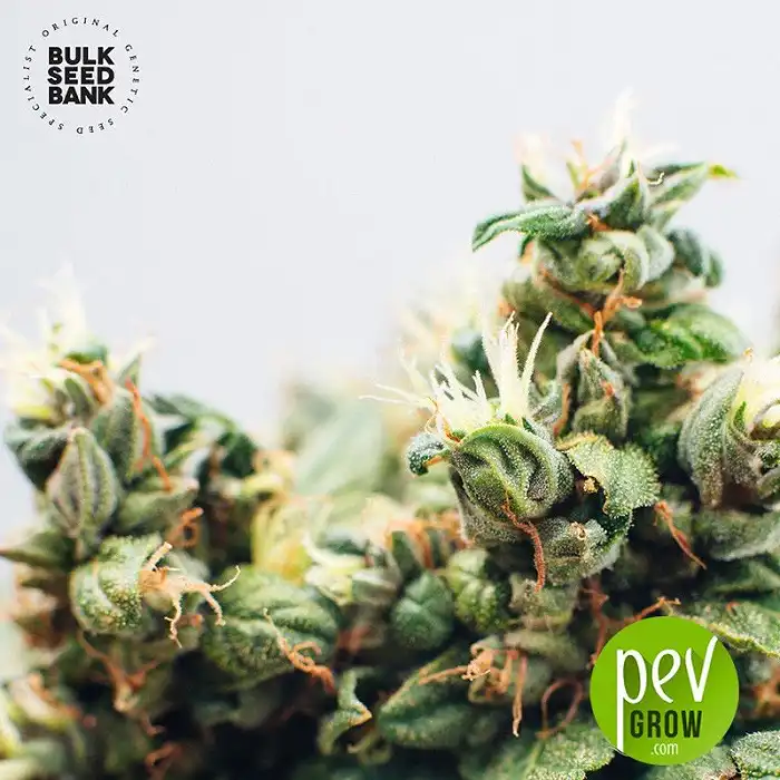 Sour Diesel - Bulk Seed Bank