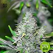 Special Lime Haze - Bulk Seed Bank