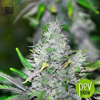 Special Lime Haze - Bulk Seed Bank
