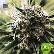 Special Skunk - Bulk Seed Bank 1