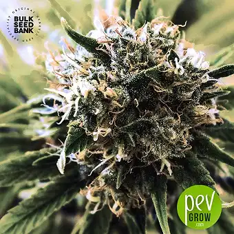 Special Skunk - Bulk Seed Bank