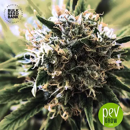 Special Skunk - Bulk Seed Bank 1