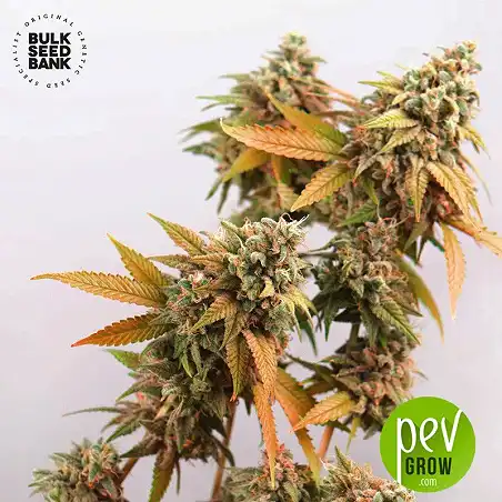 Sunmango - Bulk Seed Bank