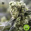 The Unlimited Bulk Seed Bank 1