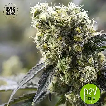 The Unlimited - Bulk Seed Bank