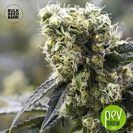 The Unlimited - Bulk Seed Bank