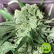 White Prussian - Bulk Seed Bank