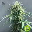 White Widow - Bulk Seed Bank