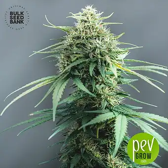 White Widow - Bulk Seed Bank