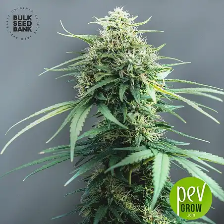 White Widow - Bulk Seed Bank
