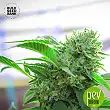 AK Auto - Bulk Seed Bank