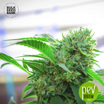 AK Auto - Bulk Seed Bank