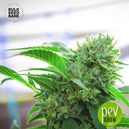 AK Auto - Bulk Seed Bank