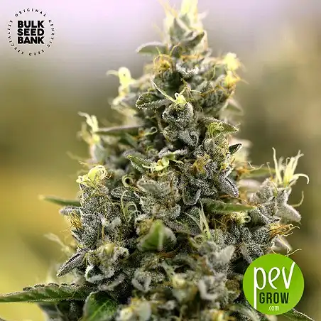 Amnesia Haze Auto - Bulk Seed Bank