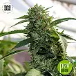 Amnesia Platinum Auto - Bulk Seed Bank